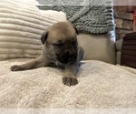 Small Photo #8 German Shepherd Dog-Great Dane Mix Puppy For Sale in SARASOTA, FL, USA