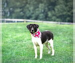 Small #5 Border Collie Mix