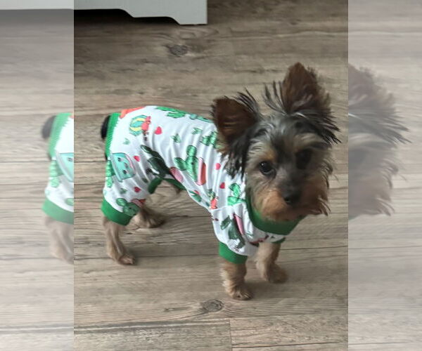 Medium Photo #1 Mutt Puppy For Sale in Spring, TX, USA