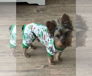 Mutt Dogs for adoption in Spring, TX, USA