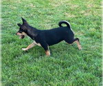 Small #3 Mutt