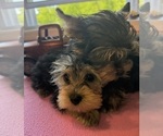Puppy Puppy 2 Yorkshire Terrier