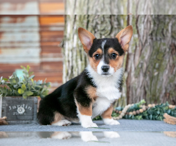 Medium Photo #2 Pembroke Welsh Corgi Puppy For Sale in MILLERSBURG, IN, USA
