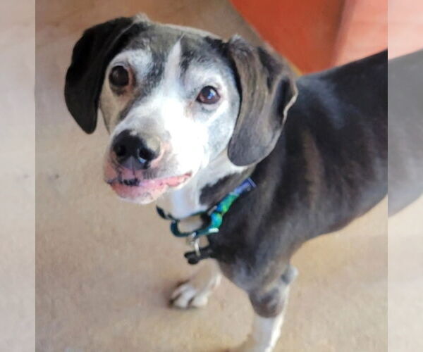 Medium Photo #8 Beagle-Unknown Mix Puppy For Sale in Las Vegas, NV, USA