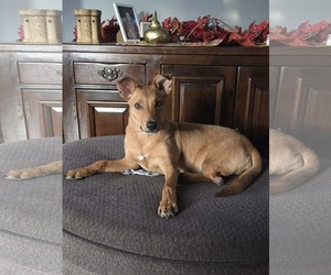 Mutt Dogs for adoption in Woodbury, NY, USA