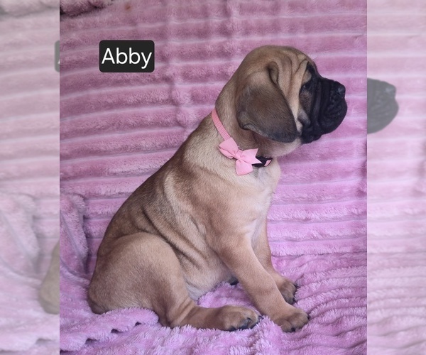 Medium Photo #12 Cane Corso Puppy For Sale in MINERAL WELLS, WV, USA