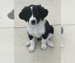 Small #2 Australian Shepherd-Bernedoodle Mix