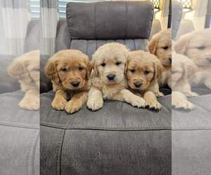 English Cream Golden Retriever Puppy for sale in SACRAMENTO, CA, USA