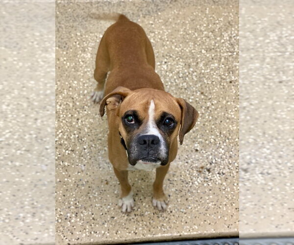 Medium Photo #4 Boxer Puppy For Sale in Austin, TX, USA