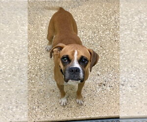 Pele - Male Boxer Dog for Adoption - Photo #4