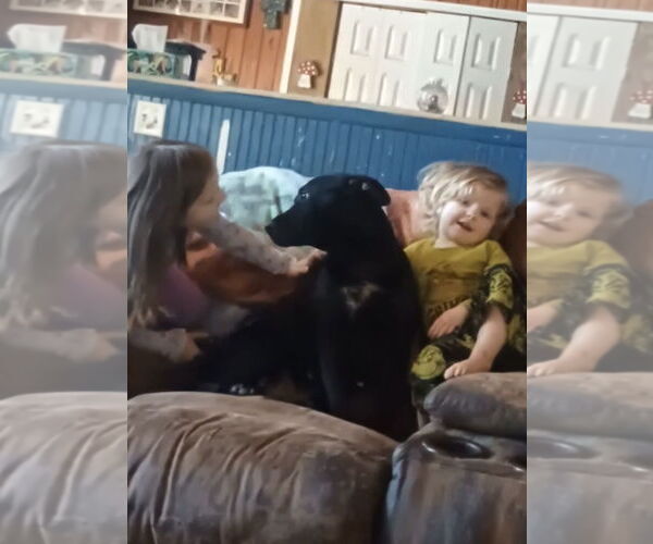 Medium Photo #3 American Staffordshire Terrier Puppy For Sale in The Woodlands, TX, USA