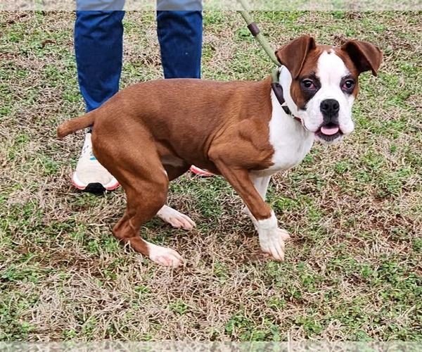 Medium Photo #2 Boxer Puppy For Sale in Royal Palm Beach, FL, USA