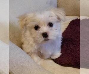 Havanese Puppy for sale in LORE CITY, OH, USA