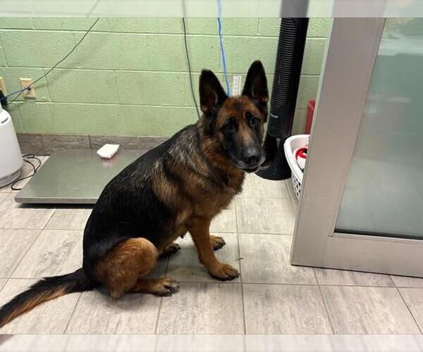 Medium Photo #1 German Shepherd Dog-Unknown Mix Puppy For Sale in Grand Prairie, TX, USA