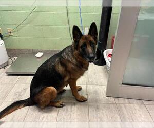 German Shepherd Dog-Unknown Mix Dogs for adoption in Grand Prairie, TX, USA