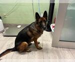 Small German Shepherd Dog Mix