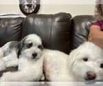 Small #1 Bearded Collie-Wheaten Terrier Mix