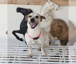 Small Photo #6 Jack Russell Terrier Puppy For Sale in Oakhurst, NJ, USA