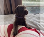 Puppy Cookie Labrador Retriever