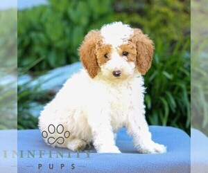 Poodle (Miniature) Puppy for sale in LITITZ, PA, USA