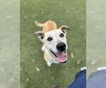 Small #1 Labrador Retriever Mix