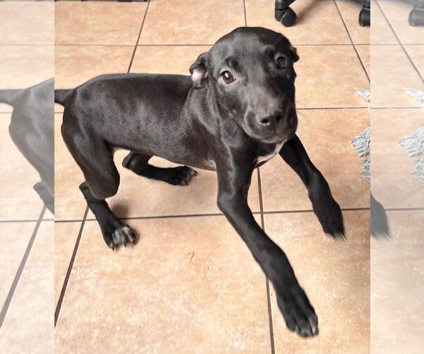 Medium Photo #4 American Staffordshire Terrier-Unknown Mix Puppy For Sale in Tracy City, TN, USA