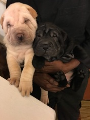 Chinese Shar-Pei Puppy for sale in DIMONDALE, MI, USA