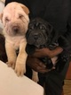 Small Photo #1 Chinese Shar-Pei Puppy For Sale in DIMONDALE, MI, USA