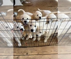 English Cream Golden Retriever Puppy for sale in MOORE, SC, USA