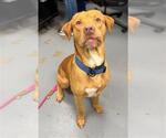 Small Labrador Retriever Mix
