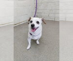 Small Chihuahua