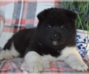 Akita Puppy for sale in PARADISE, PA, USA