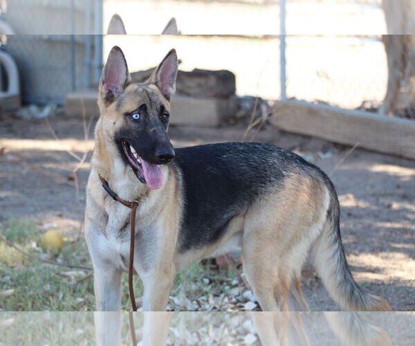 Medium Photo #2 Siberian Husky-Unknown Mix Puppy For Sale in El Centro, CA, USA