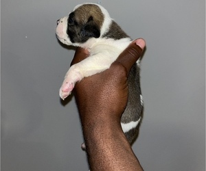 Alapaha Blue Blood Bulldog Puppy for sale in CHESTER, VA, USA