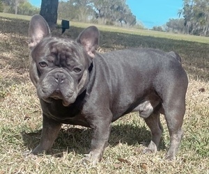 Father of the French Bulldog puppies born on 03/05/2026