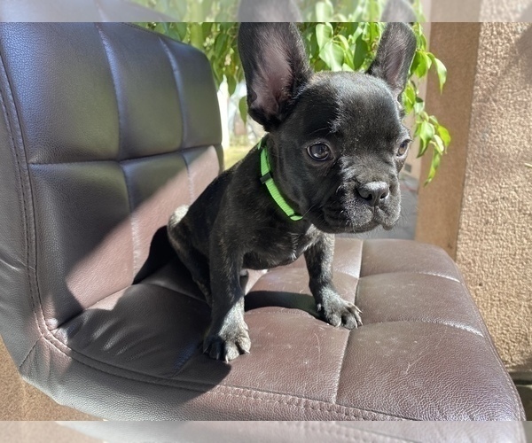 Medium Photo #6 French Bulldog Puppy For Sale in BELL GARDENS, CA, USA