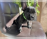 Small Photo #6 French Bulldog Puppy For Sale in BELL GARDENS, CA, USA