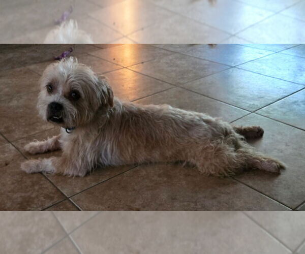 Medium Photo #4 Norfolk Terrier-Shih Tzu Mix Puppy For Sale in San Antonio, TX, USA