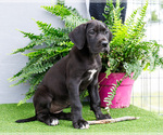 Small Photo #80 Great Dane Puppy For Sale in WAKARUSA, IN, USA