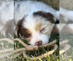 Small Photo #3 Australian Shepherd Puppy For Sale in BALDWIN, GA, USA