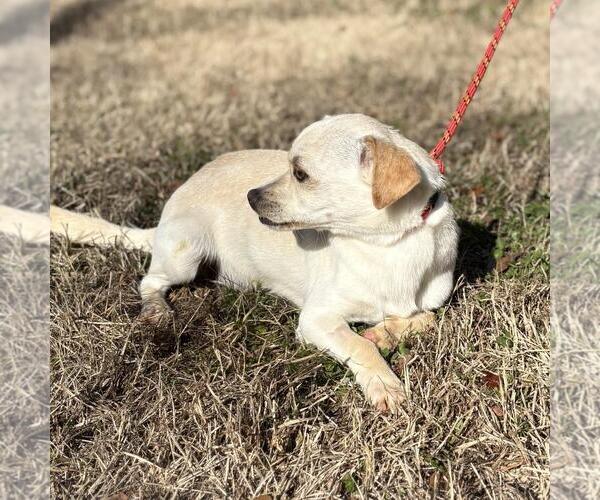 Medium Photo #2 Chihuahua-Unknown Mix Puppy For Sale in Yardley, PA, USA