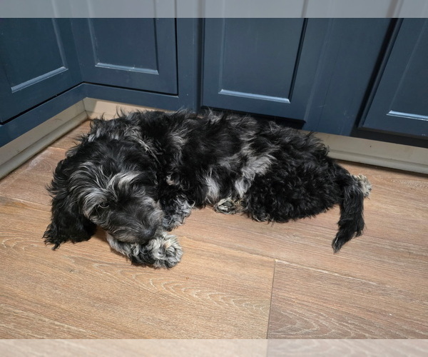 Medium Photo #2 Goldendoodle Puppy For Sale in CRAWFORDSVILLE, IN, USA