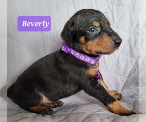 Doberman Pinscher Puppy for sale in POMEROY, OH, USA