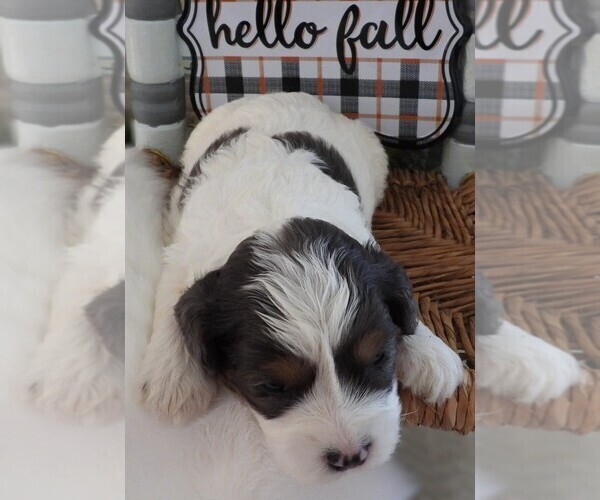 Medium Photo #6 Cavapoo Puppy For Sale in CARLISLE, KY, USA