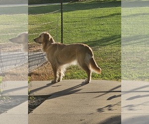 Mother of the Golden Retriever puppies born on 09/04/2025
