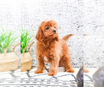 Small Photo #11 Cavapoo Puppy For Sale in SYRACUSE, IN, USA