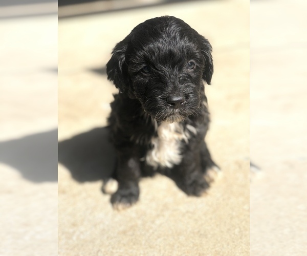 Medium Photo #1 Aussiedoodle Miniature  Puppy For Sale in SPENCER, TN, USA