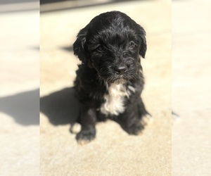 Aussiedoodle Miniature  Puppy for sale in SPENCER, TN, USA