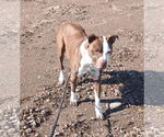 Small #6 American Pit Bull Terrier