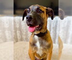 Small #3 Boxer Mix